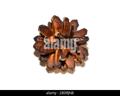 Brown dry pine cone isolated on white background Stock Photo