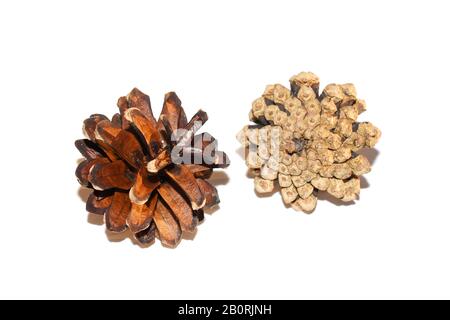 Brown dry pine cones isolated on white background Stock Photo