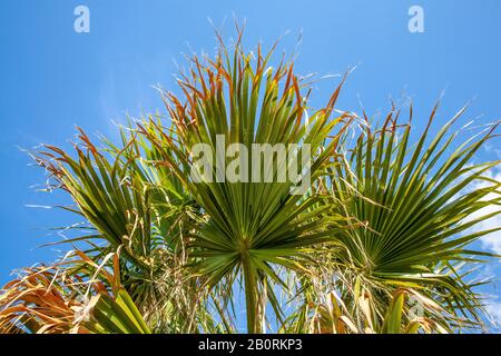 Washingtonia palm tree fronds leaves against a blue sky in Cyprus. Stock Photo