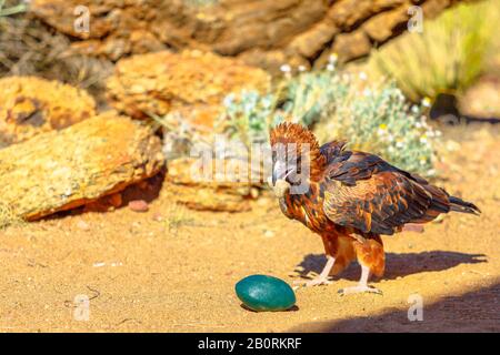 Black-breasted Buzzard, Hamirostra melanosternon, bird of prey. Cracking an emu egg with a stone to eat inside. Desert Park at Alice Springs in the Stock Photo