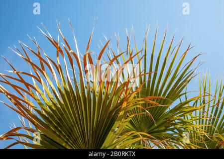 Washingtonia palm tree fronds leaves against a blue sky in Cyprus. Stock Photo