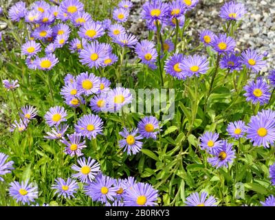 Group of alpine aster flowering Stock Photo
