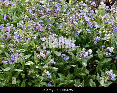 The Bethlehem lungwort Pulmonaria saccharata growing in a garden Stock Photo