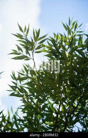 A green willow leafs and twigs in front of blue sky with white clouds backgroung Stock Photo