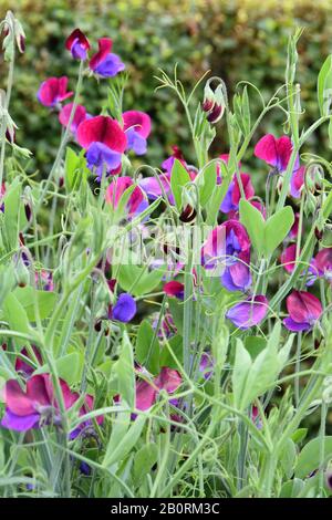 Sweet pea Lathyrus odoratus flowering in different colors Stock Photo