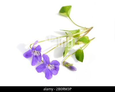 Wonder violet Viola mirabilis flowers isolated on white background Stock Photo