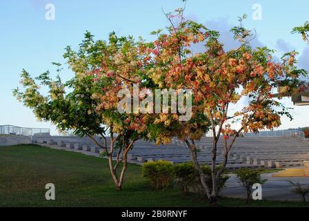 Full shot of rainbow shower trees bursting with colorful flowers - Stock Photo