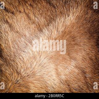 The Colored reindeer fur texture. Close up Stock Photo