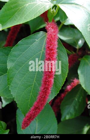 Full shot of a red hot cat's tail, also known as Philippine medusa Stock Photo