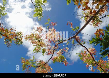 Beautiful colorful rainbow shower tree flowers with gorgeous skies in the background - Stock Photo