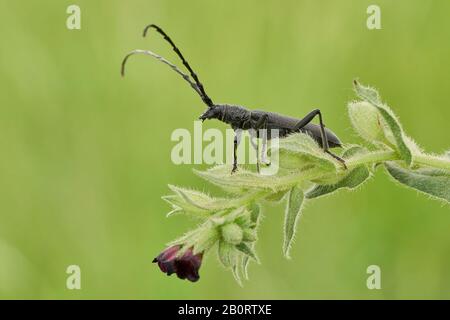 The capricorn beetle Cerambyx scopolii in Czech Republic Stock Photo