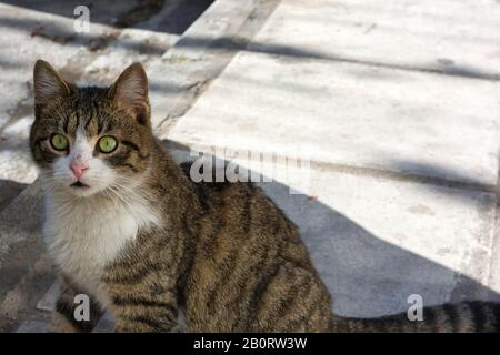 Close-up photo of a grey and white stray cat, young male kitten with beautiful eyes Stock Photo
