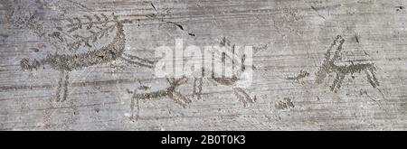 Petroglyph, rock carving, of deer being chased by a dog in a hunting scene Carved by the ancient Camunni people in the iron age between 1000-1600 BC. Stock Photo