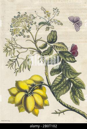 Plant and butterfly from Metamorphosis insectorum Surinamensium (Surinam insects) a hand coloured 18th century Book by Maria Sibylla Merian published