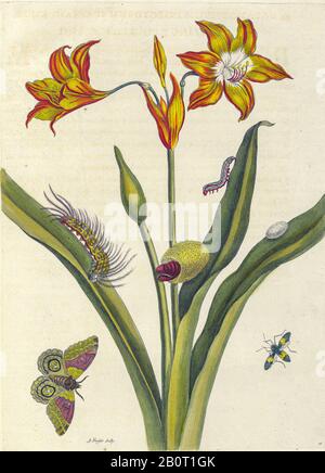 Plant and butterfly from Metamorphosis insectorum Surinamensium (Surinam insects) a hand coloured 18th century Book by Maria Sibylla Merian published