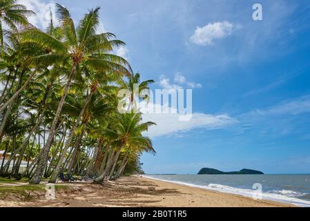 coconut palm (Cocos nucifera), palm beach at Clifton Beach, Australia, Queensland Stock Photo