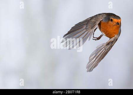 European robin (Erithacus rubecula), flying, front view, Germany Stock Photo