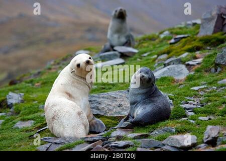 Antarctic fur seal (Arctocephalus gazella), A blond Antarctic Fur Seal between normal ones, Suedgeorgien
