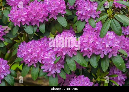 Catawba rhododendron, Catawba rose bay (Rhododendron catawbiense 'Roseum Elegans', Rhododendron catawbiense Roseum Elegans), cultivar Roseum Elegans, Germany, Bremen Stock Photo