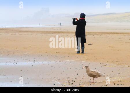 glaucous gull (Larus hyperboreus), foarging in immature plumage on the beach, taking photos tourist in the background, Netherlands, South Holland, Katwijk Stock Photo