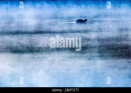 black coot (Fulica atra), on a lake in morning damp, Netherlands Stock Photo