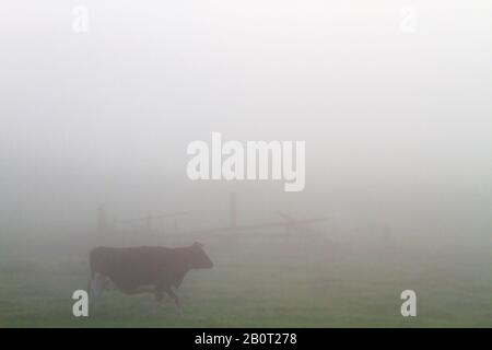 domestic cattle (Bos primigenius f. taurus), walking on a pasture in dense fog, side view, Netherlands, South Holland Stock Photo