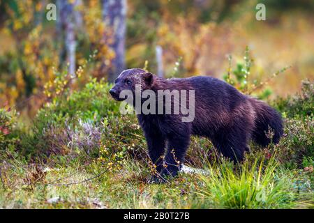 wolverine (Gulo gulo), standing in the heath, side view, Finland, Karelia Stock Photo