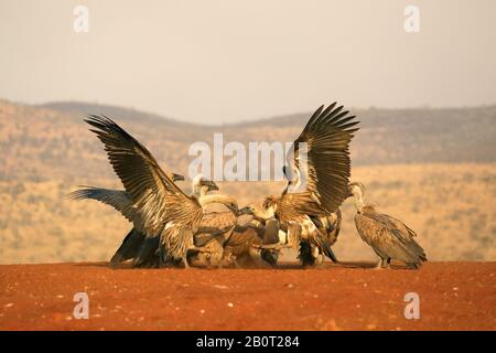 African white-backed vulture (Gyps africanus), group feeding on a cadaver, South Africa, KwaZulu-Natal, Zimanga Game Reserve Stock Photo