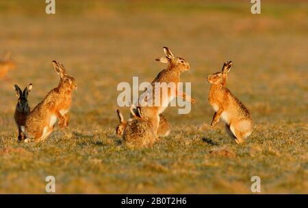 European hare, Brown hare (Lepus europaeus), fighting group, Netherlands Stock Photo