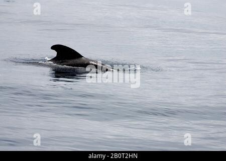 short-finned pilot whale, pothead whale, shortfin pilot whale, Pacific pilot whale, blackfish (Globicephala macrorhynchus, Globicephala seiboldii), swims at water surface, Ascension Stock Photo