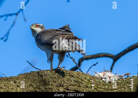 northern goshawk (Accipiter gentilis), on the nest with prey, Germany Stock Photo
