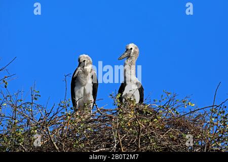 saddle-bill stork (Ephippiorhynchus senegalensis), juvenile on a the nest, South Africa, Krueger National Park Stock Photo