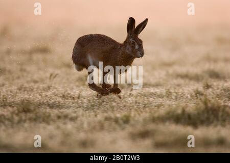 European hare, Brown hare (Lepus europaeus), scampering in a meadow in the morning, side view, Netherlands Stock Photo