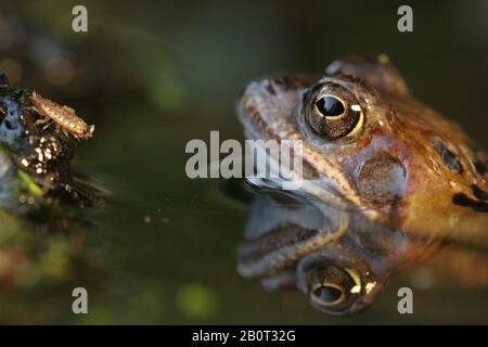 common frog, grass frog (Rana temporaria), lurks for prey, Netherlands Stock Photo