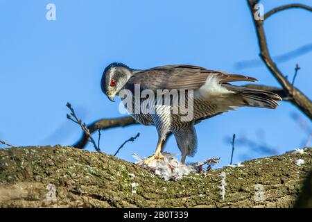 northern goshawk (Accipiter gentilis), on the nest with prey, Germany Stock Photo