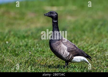 brent goose (Branta bernicla), on a meadow, Netherlands, Texel Stock Photo