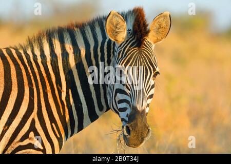 Common Zebra (Equus quagga), portrait, South Africa, Krueger National Park Stock Photo