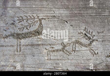 Petroglyph, rock carving, of two deer being chased by a dog in a hunting scene Carved by the ancient Camunni people in the iron age between 900-1600 B Stock Photo