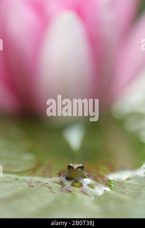 common frog, grass frog (Rana temporaria), sitting on a water-lily, front view, Netherlands Stock Photo