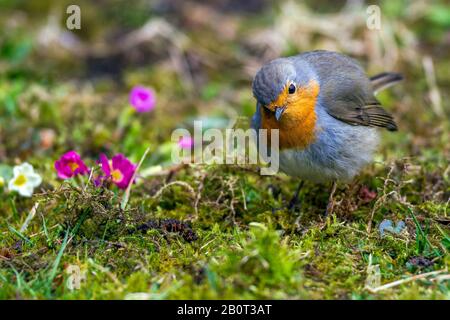 European robin (Erithacus rubecula), on the ground, Germany Stock Photo
