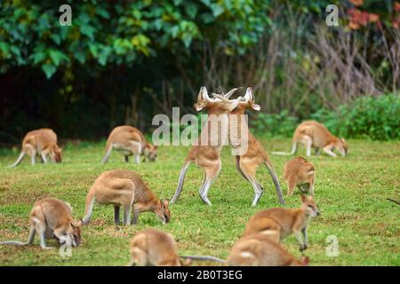 agile wallaby, sandy wallaby (Macropus agilis, Wallabia agilis), fighting on a meadow, Australia, Queensland Stock Photo