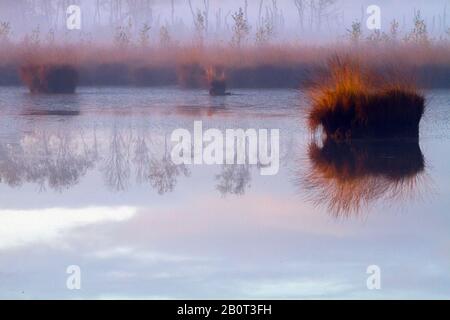 Kalmthoutse Heide in the early morning, Belgium Stock Photo