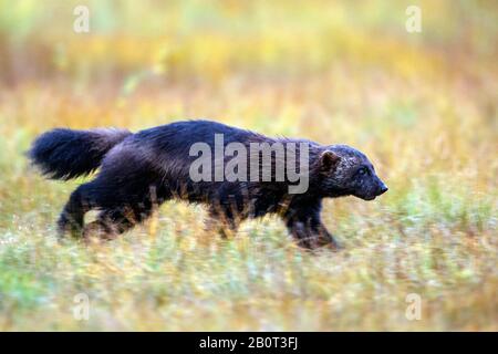 wolverine (Gulo gulo), running on grass, side view, Finland, Karelia Stock Photo