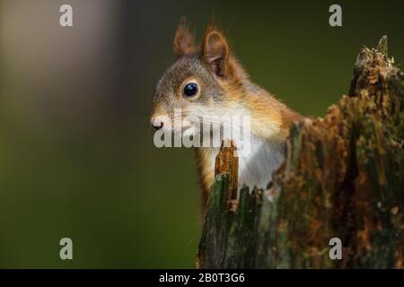 European red squirrel, Eurasian red squirrel (Sciurus vulgaris), peering behind dead wood, Finland Stock Photo