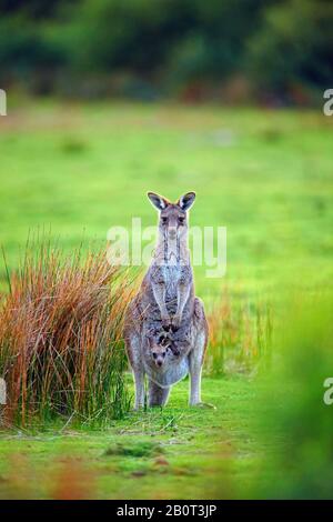 eastern gray kangaroo, Eastern grey kangaroo, Great grey kangaroo, forester kangaroo (Macropus giganteus), female with pup in the pouch, Australia, Wilsons Promontory National Park Stock Photo