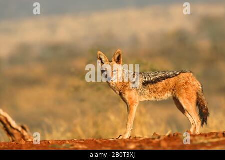 black-backed jackal (Canis mesomelas), standing, looking toward camera, South Africa, KwaZulu-Natal, Zimanga Game Reserve Stock Photo