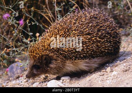 Northern White-breasted Hedgehog, East European Hedgehog, White-bellied Hedgehog, White-chested Hedgehog (Erinaceus roumanicus), full-length portrait, side view Stock Photo