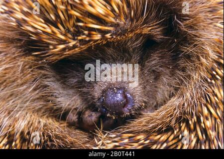 Northern White-breasted Hedgehog, East European Hedgehog, White-bellied Hedgehog, White-chested Hedgehog (Erinaceus roumanicus), coiled, portrait Stock Photo