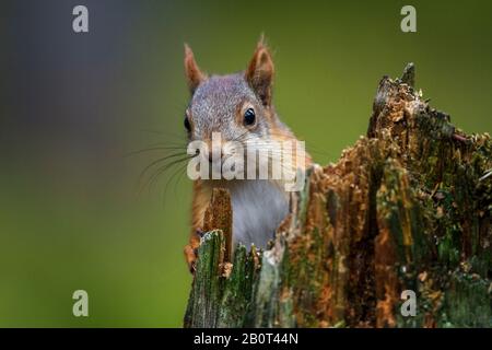 European red squirrel, Eurasian red squirrel (Sciurus vulgaris), peering behind dead wood, front view, Finland Stock Photo