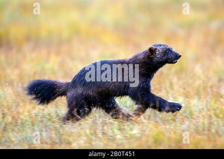 wolverine (Gulo gulo), running on grass, side view, Finland, Karelia Stock Photo